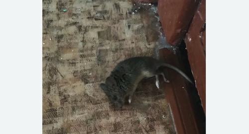 Дезинфекция от мышей в Каргополе